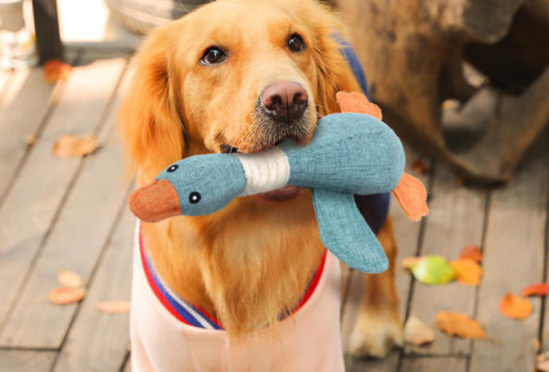 How to Pick the Best and Safest Dog Toys